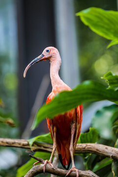 Scarlet Ibis