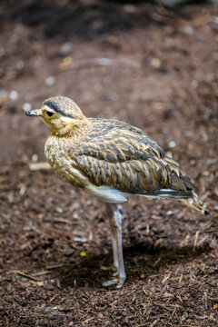 Bush stone curlew