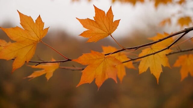 Bright orange autumn leaves hang gracefully from a thin tree branch during the fall season