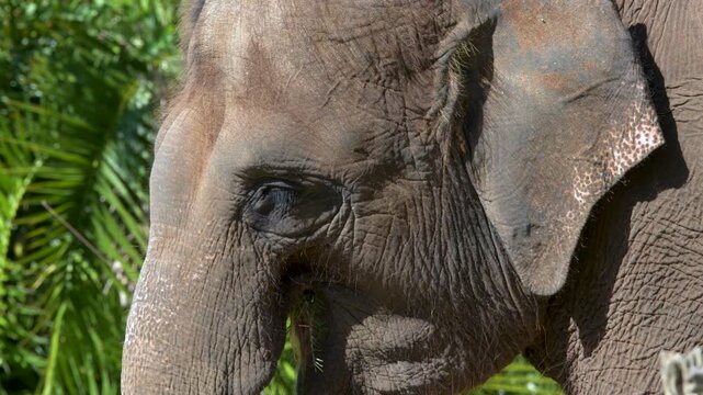 Close Up Profile of an Asian Elephant Chewing Grass in Sunlight