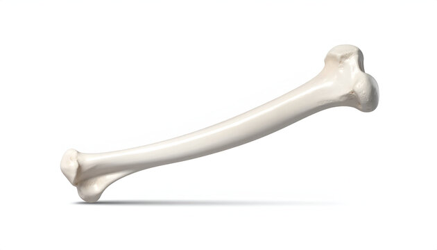Human femur bone anatomy closeup.
