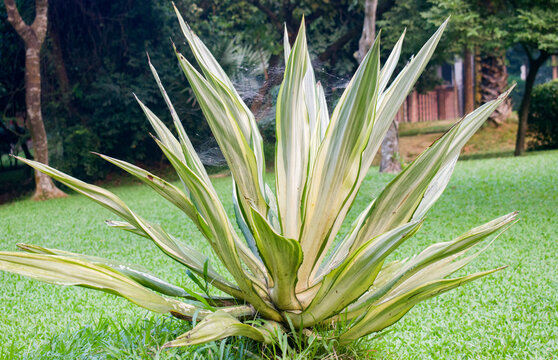Giant rosettes of the sword-shaped leaves of Furcraea foetida Mauritius hemp plant.