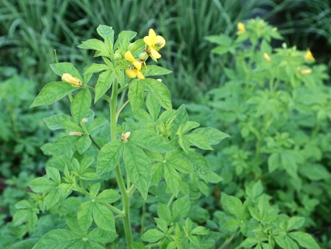 close-up shot of blooming Cleome viscosa (Asian Spiderflower) featuring vibrant yellow petals and green palmate leaves