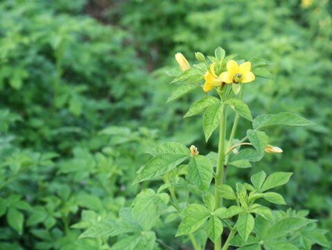 close-up shot of blooming Cleome viscosa (Asian Spiderflower) featuring vibrant yellow petals and green palmate leaves