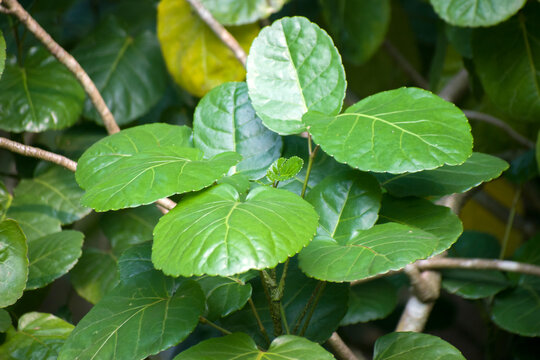 The distinct dinner-plate shaped leaves of the Polyscias scutellaria or Shield Aralia.
