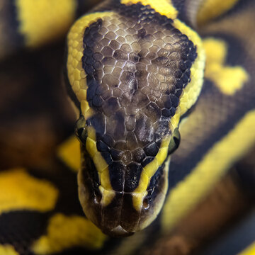 Ball Python head macro photography Python regius top view detailed scales and heat pits exotic yellow snake portrait wildlife biology concept