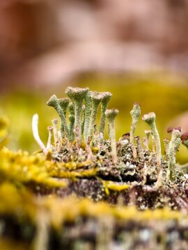 Abstract macro world of lichens and mosses