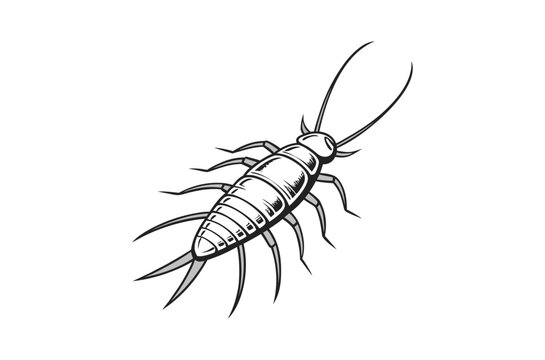Detailed illustration of a silverfish insect on a white background