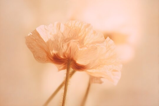 Soft Peach Poppies in Dreamy Light