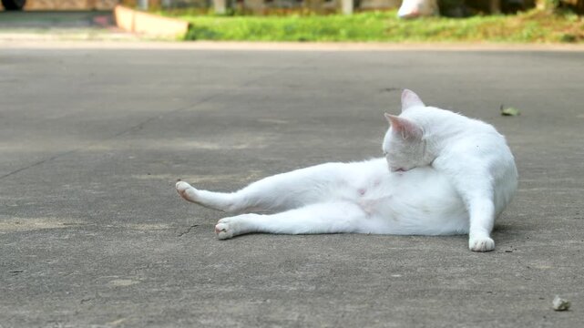 A cute white cat cleans the fur on its body by licking it.