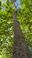Obraz premium Reach for the Azure Canopy