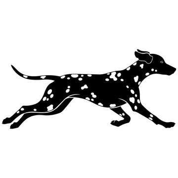 A black and white dalmatian dog running isolated on transparent background, Vector