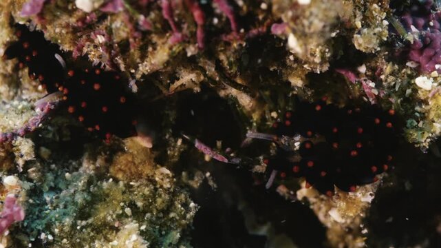 鮮やかなオレンジの斑点を持つツルガチゴミノウミウシ亜種（水中マクロ映像・4K）