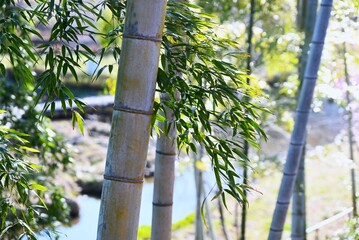 Fototapeta premium A scene of bamboo groves in Japan. The bamboo emits a natural fragrance called 'terpenes,' which has a calming effect on the mind.
