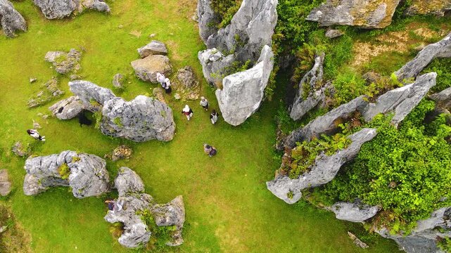 Top-down view of ancient rock formations scattered across green fields. Unique geological karst landscape with weathered limestone boulders, at Stone Garden, Padalarang, Bandung, Indonesia.