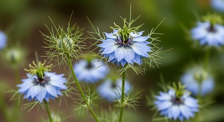 Obraz premium Close up of delicate blue flowers with green stems and soft focus background