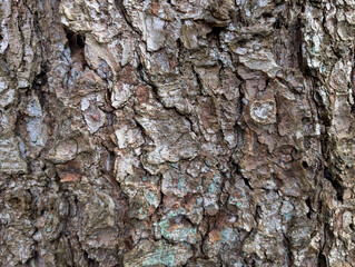 Fototapeta premium Close-up Texture of Rough Natural Tree Bark