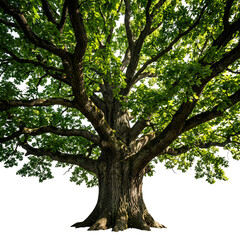 Fototapeta premium Majestic Oak Tree A Detailed View of Natures Grandeur.