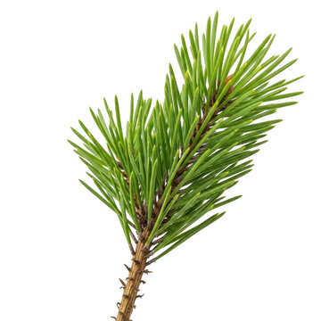 A sprig of pine on transparent background