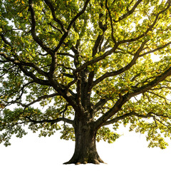 Fototapeta premium Majestic oak tree with lush green foliage against a bright sky background.