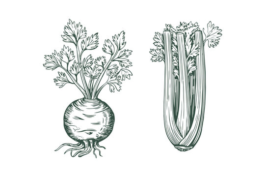 Green of celery plant and celery stalk with leaves