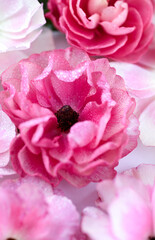 Fototapeta premium Closer up of Pink Butterfly Ranunculus Flowers