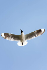Obraz premium Andean gull flying under a clear sky, showing its wings outstretched in freedom