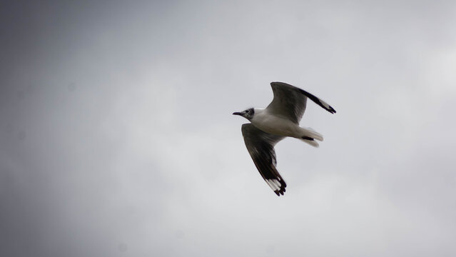 Franklin's gull flying in a gray sky