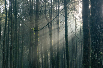 Fototapeta premium Stack of trees in the forest with mist and sun ray