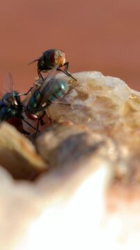 Macro View of Oriental Latrine Flies Feeding on Dead Fish Carrion