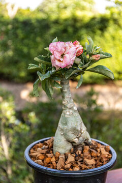 Potted Desert Rose (Adenium) Bonsai with Pink Bloom and Thick Caudiciform Trunk in Garden. Ornamental succulent with textured trunk and glossy leaves