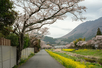Obraz premium Yufu, Oita, Japan - March 30, 2026: Cherry blossom trees along riverside path in spring