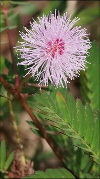 Delicate pink mimosa flower closeup macro wildflower blossom, green leaf foliage, nature garden plant, tropical outdoor bloom, summer sunlight