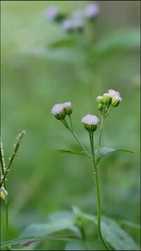 Small flower wildflower green nature plant meadow weed in soft focus bud and blossoming stem macro outdoor summer meadow nature plant