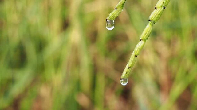 Serene rice ear droplet and dew drop on rice plant in green field agriculture farm, fresh water macro nature background in summer morning light
