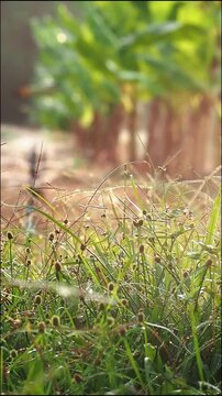 Morning dew on grass near banana tree farm with warm sunlight in rural nature field, fresh green foliage and tranquil outdoor landscape