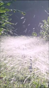 Banana plantation irrigation water sprinkler spray morning farm light green leaf crop field scene fresh agriculture landscape mist spray