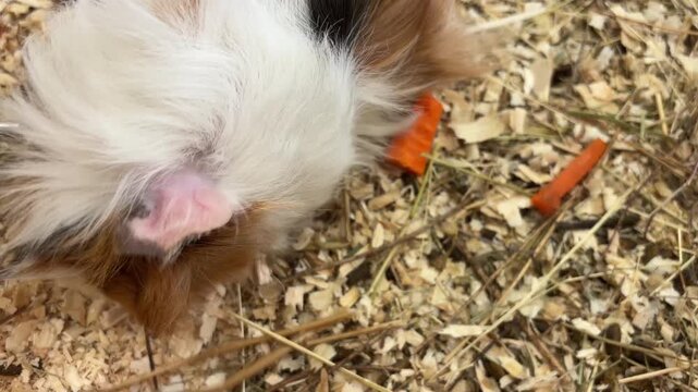 Long-haired guinea pig chewing  grass in zoo enclosure, gentle close-up footage of small rodent eating with whiskers twitching and ears moving naturally
