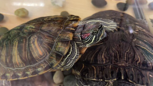 Two freshwater turtles swimming gracefully in zoo aquarium tank, red-eared sliders gliding through water with slow fin movements and curious head turns 
