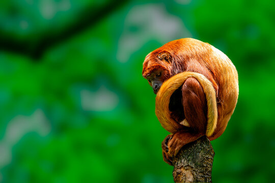 Red Howler Monkey Sitting
