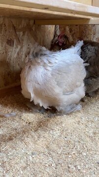 Bantam Cochin chickens  chickens resting in wooden coop enclosure, hens with fluffy feathers and elegant combs sitting calmly on straw bedding 
