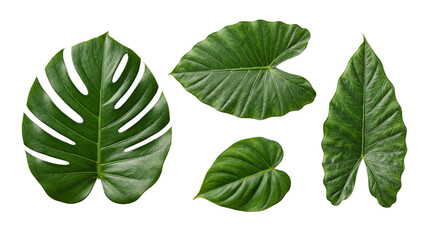 Five large green tropical leaves, including monstera and alocasia, isolated on transparent. © Piotr