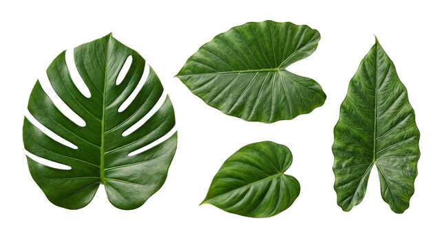 Five large green tropical leaves, including monstera and alocasia, isolated on transparent.