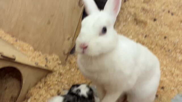 White and ginger rabbits exploring petting zoo enclosure together, fluffy bunnies hopping side by side with twitching noses and curious ear movements 
