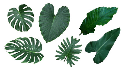 Assorted large green tropical leaves, including monstera and alocasia, isolated on transparent. © Piotr