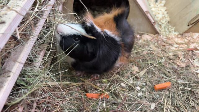 Long-haired guinea pig chewing  grass in zoo enclosure, gentle close-up footage of small rodent eating with whiskers twitching and ears moving naturally