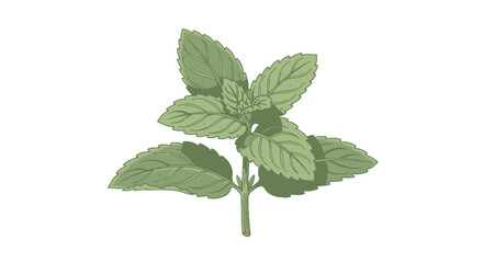 Fresh Green Mint Leaves on Stem. © Aga