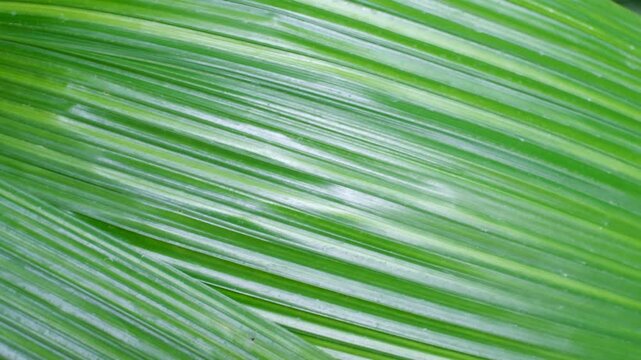 Tropical palm leaves close-up, texture and natural background.