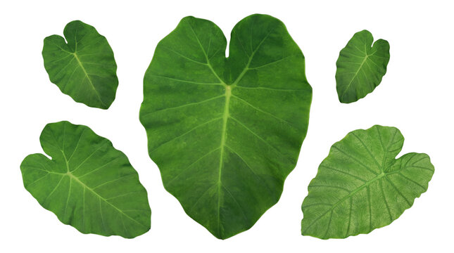 Isolated photograph of five vibrant green tropical elephant ear leaves with one large central leaf.