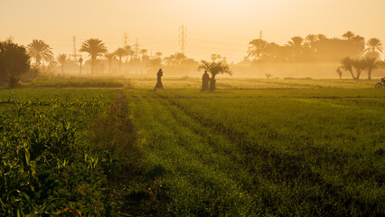 Local People Walking in Golden Mist Over Nile Valley Fields, Luxor, Egypt © lee
